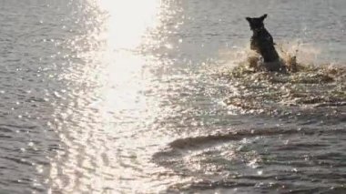 Gölde çalıştıran oynayan sevimli köpek. Islak köpek.