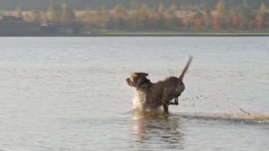 Gölde çalıştıran oynayan sevimli köpek. Islak köpek.