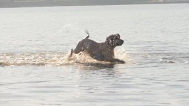 Gölde çalıştıran oynayan sevimli köpek. Islak köpek.