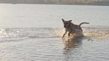 Gölde çalıştıran oynayan sevimli köpek. Islak köpek.