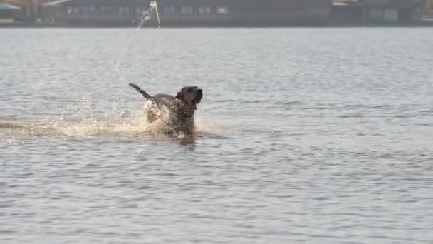 Cão bonito brincando correndo no lago. Um cão molhado . — Vídeo de Stock