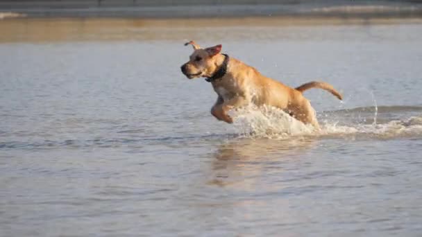 Cão bonito brincando correndo no lago. Um cão molhado . — Vídeo de Stock