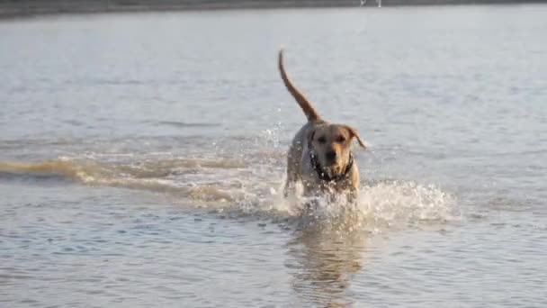 Cane carino che gioca correndo nel lago. Un cane bagnato . — Video Stock