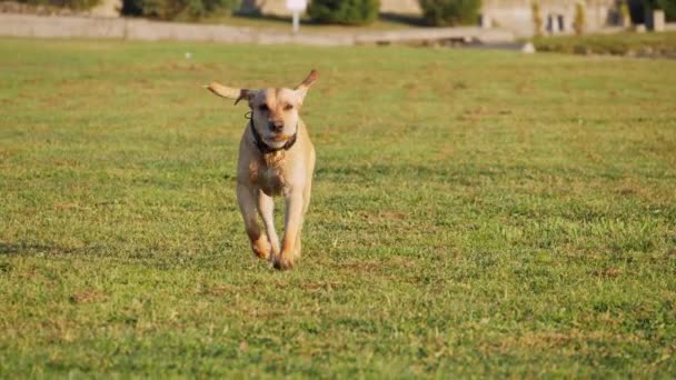 Ładny pies biegnąc w słoneczny dzień. Super slow motion — Wideo stockowe