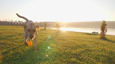 Şirin bir köpek bir top kameraya güneşli gün getiriyor.