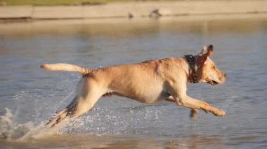 Shore çalışmasını suya oynayan sevimli köpek. Islak köpek.