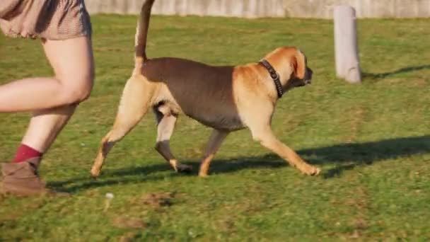 Una mujer piernas corriendo con lindo perro en una hierba verde — Vídeos de Stock