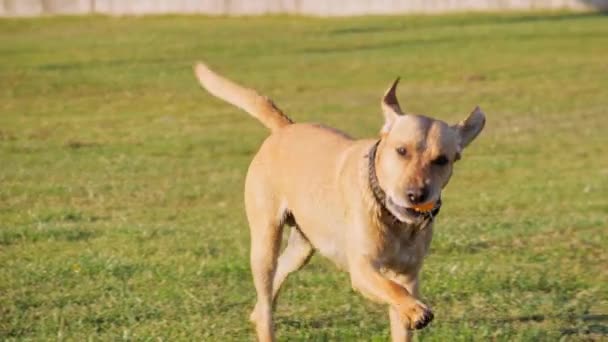 Close-up de cão bonito correndo com bola no dia ensolarado . — Vídeo de Stock