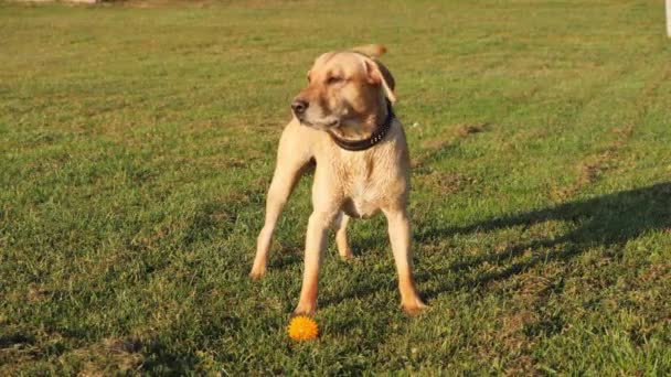 Chien aboyant et agiter la queue. Chien mignon sur une herbe verte .