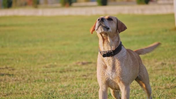 Chien aboyant et agiter la queue. Chien mignon sur une herbe verte .