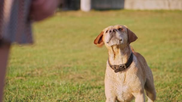 Hund skälla och vifta på svansen. Söt hund på ett grönt gräs. — Stockvideo