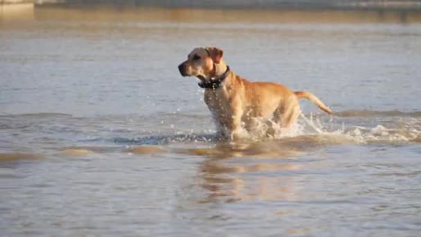 Schattige hond spelen actief in het meer. Een natte hond. — Stockvideo