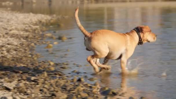 Χαριτωμένος σκύλος παίζει στο νερό που τρέχει από την ακτή. Ένα βρεγμένο σκύλο. — Αρχείο Βίντεο
