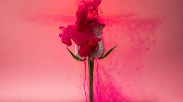 Colorful Drops Falling Beautiful White Rose Pink Background Amazing Spreading — Stock Photo, Image