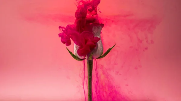 Kleurrijke Druppels Vallen Een Mooie Witte Roos Tegen Roze Achtergrond — Stockfoto