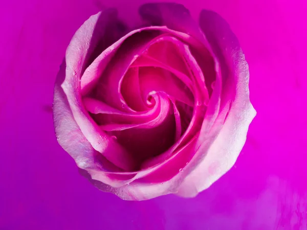 Vista Superior Caída Colores Una Hermosa Flor Giratoria Movimiento Pintura — Foto de Stock