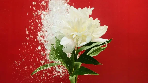 Bombillas Agua Elevan Cerca Una Flor Blanca Sobre Fondo Color — Foto de Stock