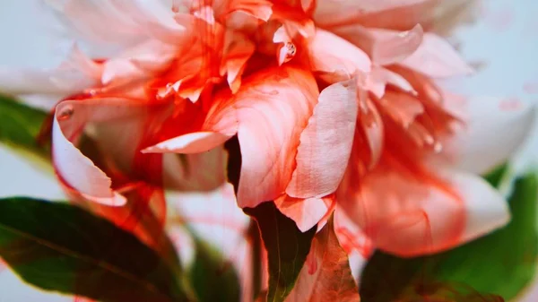 Beautiful White Flower Pouring Paint Colored Background Slow Shooting Format — Stock Photo, Image