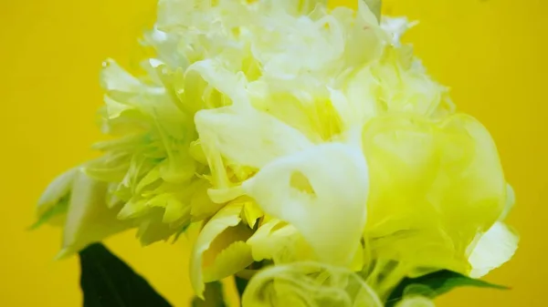 A beautiful white flower is pouring paint on a colored background. Slow shooting in 4K format