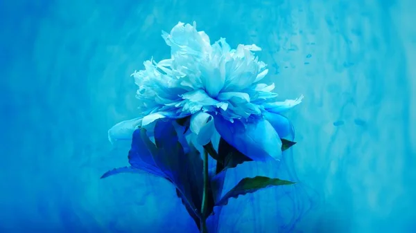 A beautiful white flower is pouring paint on a colored background. Slow shooting in 4K format