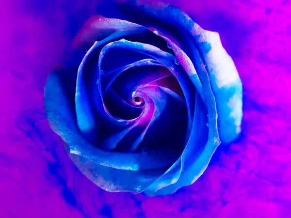 Top View Beautiful Rose Spreading Paint Movement Paint — Stock Photo, Image