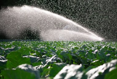 Sabah güneşin bir çiftlikte su fıskiyesi