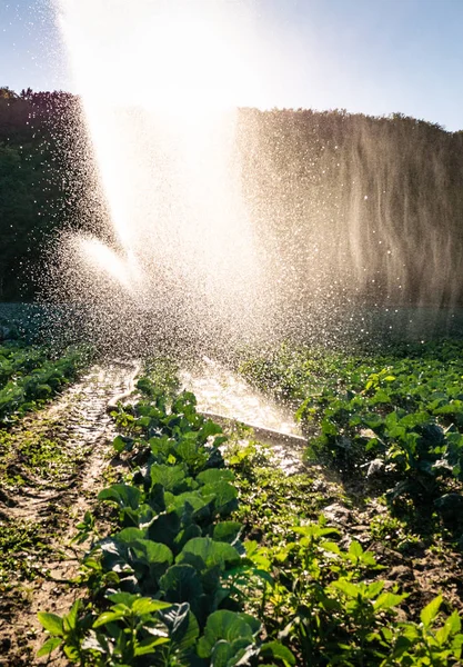 Sprinkleranlage Der Morgensonne Auf Einer Plantage Beregnungsanlage Bewässert Gemüsepflanzen — Stockfoto