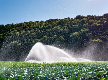 Su fıskiyesi sabah güneşin bir çiftlikte. Yağmurlama Sebze bitkileri irrigates.
