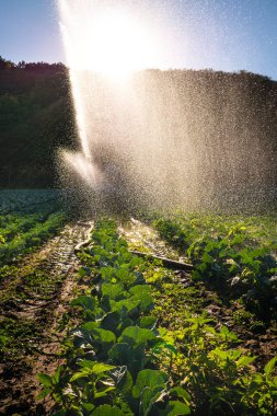 Su fıskiyesi sabah güneşin bir çiftlikte. Yağmurlama Sebze bitkileri irrigates.