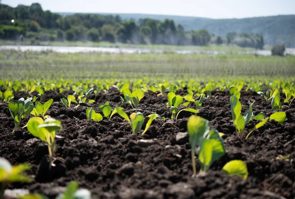 Grüne Triebe Von Sämlingen Entstehen Aus Dem Boden Mit Blick — Stockfoto