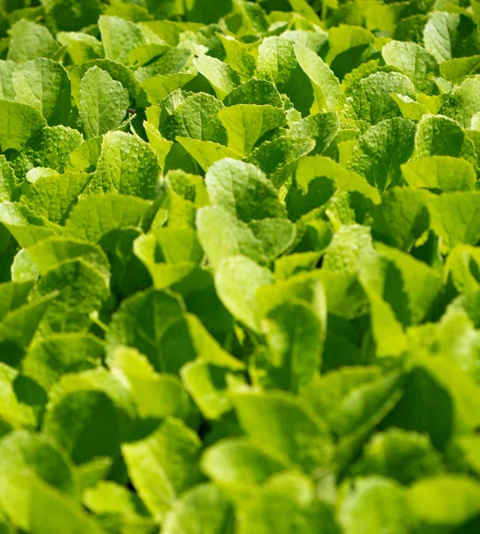 Ansicht Von Oben Beete Mit Grünen Sämlingen Hintergrund — Stockfoto