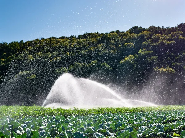 Su fıskiyesi sabah güneşin bir çiftlikte. Yağmurlama Sebze bitkileri irrigates.