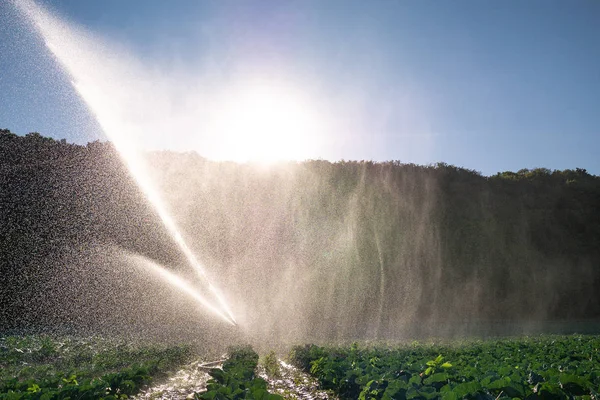 Sprinkleranlage Der Morgensonne Auf Einer Plantage Beregnungsanlage Bewässert Gemüsepflanzen — Stockfoto