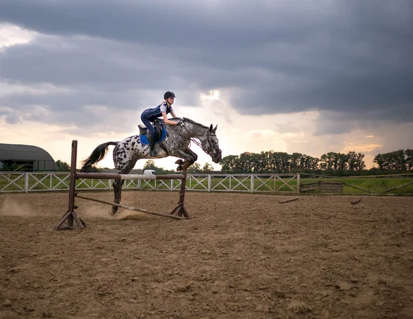 Cavalo saltando sobre um obstáculo, Ultra Câmera lenta, Banco de