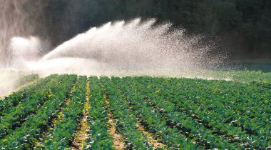 Fidan yeşil sürgünler topraktan çıkıyor. Sabah güneşin bir çiftlikte su fıskiyesi