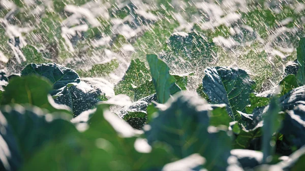Lăstarii verzi ai răsadurilor ies din sol. Sistemul de aspersoare a apei în soarele de dimineață pe o plantație — Fotografie, imagine de stoc