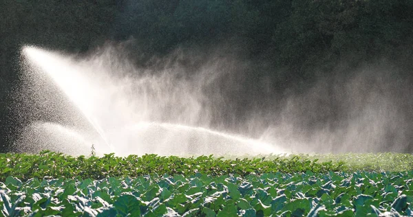 Sprinkleranlage in der Morgensonne auf einer Plantage — Stockfoto