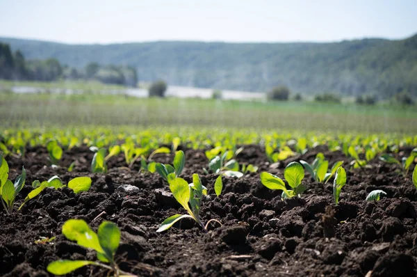 Grüne Triebe von Sämlingen entstehen aus dem Boden mit Blick auf die Berge und den blauen Himmel in der Landschaft — Stockfoto