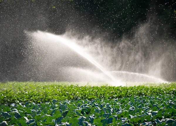 Sprinkleranlage in der Morgensonne auf einer Plantage — Stockfoto