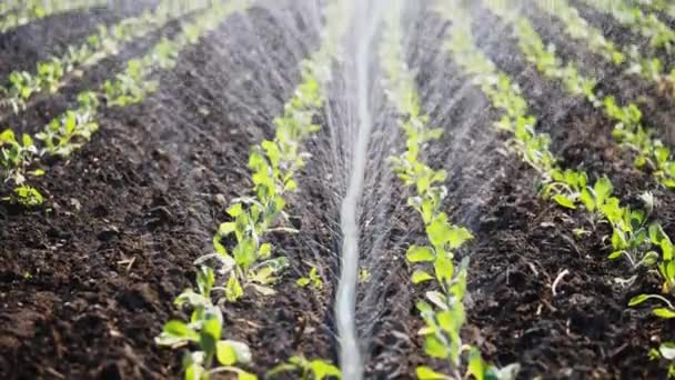 El aspersor riega los cultivos vegetales . — Vídeo de stock