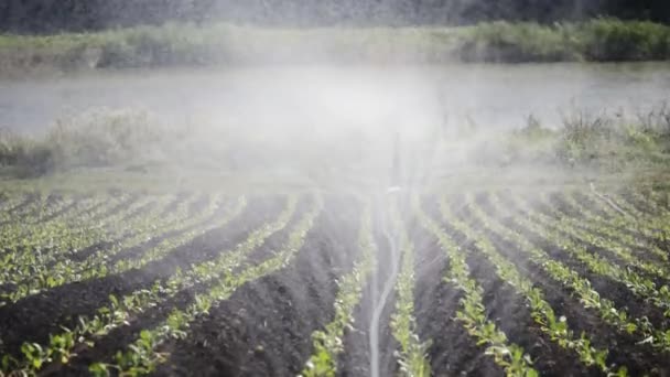 プランテーションの灌漑。スプリンクラー灌漑作物の野菜. — ストック動画