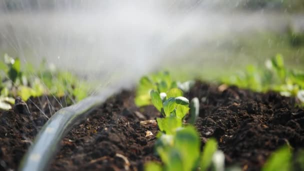 Primer plano del riego de plantaciones . — Vídeo de stock