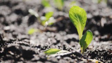 Genç fidan Bahçe bir yatağı boyunca kamera hareketi.