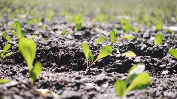 Movimiento de cámara a lo largo de una cama de jardín de plántulas jóvenes . — Vídeo de stock