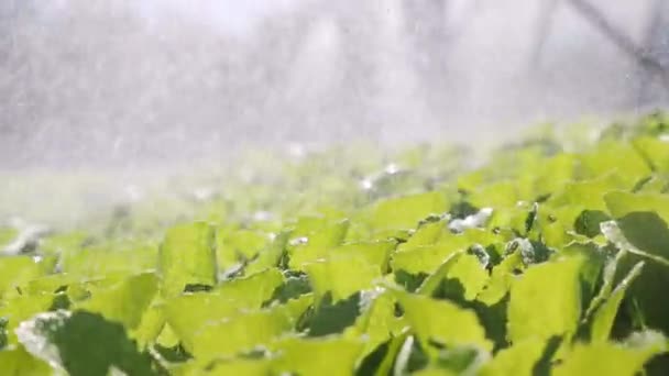 Γεωργός ποτίζει από σπορόφυτα κινέζικο λάχανο. Γκρο πλαν. — Αρχείο Βίντεο