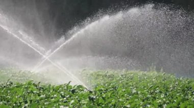 Sulama sebze ekimi. Yağmurlama sebze bitkileri irrigates.