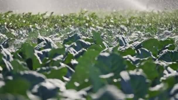 Riego plantación de hortalizas. El aspersor riega los cultivos vegetales . — Vídeo de stock