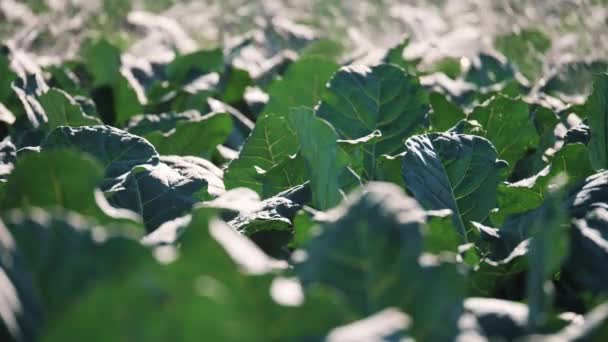 Zavlažování zeleninových plantáží. Postřikovací zavlažuje zeleniny. — Stock video