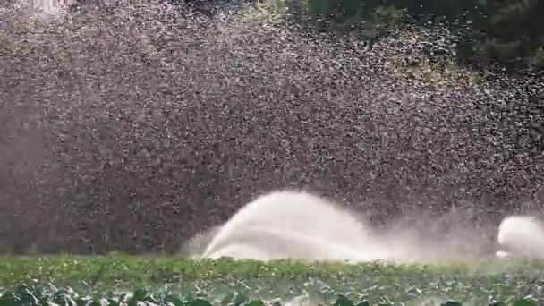 Plantação de legumes de irrigação. Aspersor irriga culturas vegetais . — Vídeo de Stock