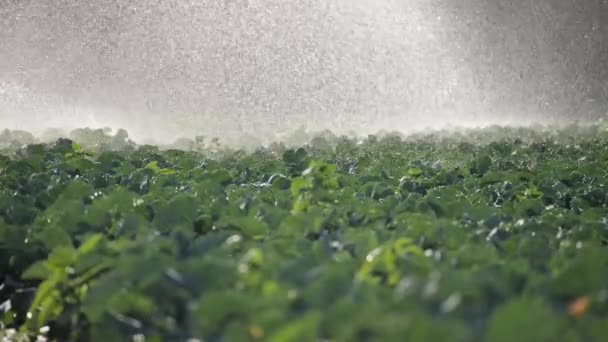 Riego plantación de hortalizas. El aspersor riega los cultivos vegetales . — Vídeos de Stock